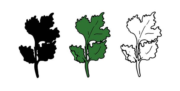 egy zöld CILANTRO levél. elszigetelt készlet kézzel rajzolt friss zöld cilantro gallyak fekete körvonallal és sziluett csomagoláshoz, címke design sablon - Vektor, kép