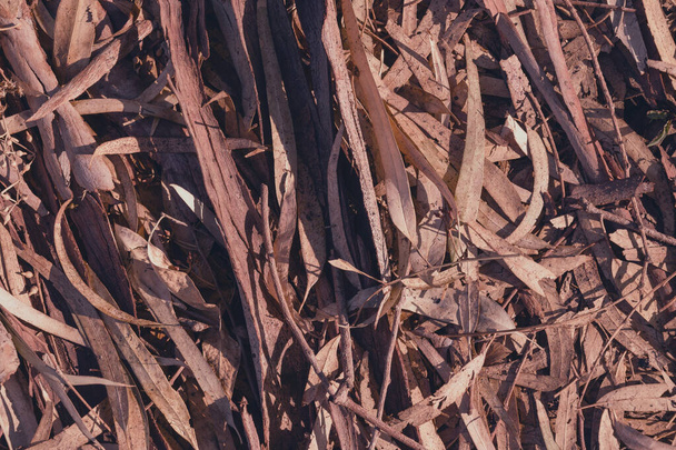 Текстурированная корка дерева жвачки для фонового или заставки крупным планом - Фото, изображение