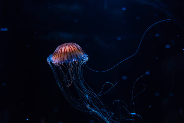 Kleine kwallen verlicht met blauw licht zwemmen in het aquarium. - Foto, afbeelding