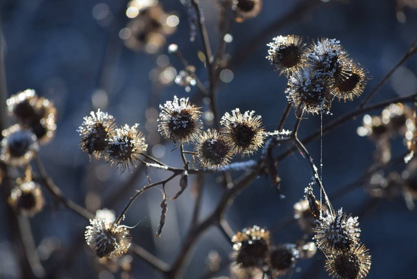 large Burdock with Ice crystals in the Back light - Photo, Image