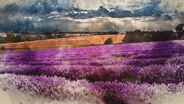 Digital watercolor painting of Beautiful landscape of lavender fields at sunset with dramatic sky - Photo, Image