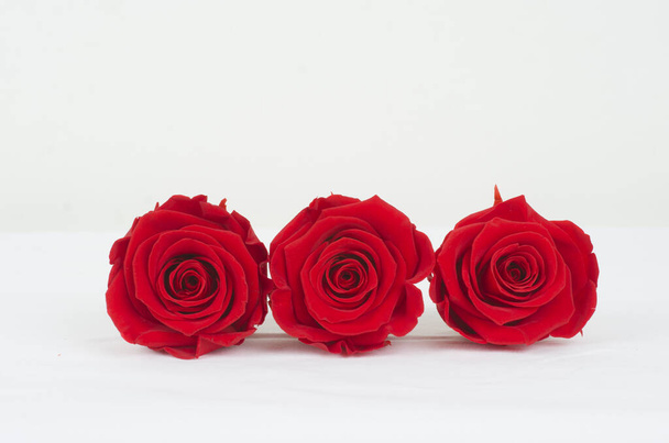 Rosa, flor, patalos, ramo, floristeria, mujer, rojo, flóra, fauna, celebrar, fiesta  ,  - Fotografie, Obrázek