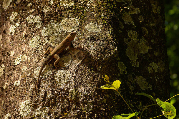 Ящерица на сухом стволе дерева с размытым зеленым фоном. - Фото, изображение