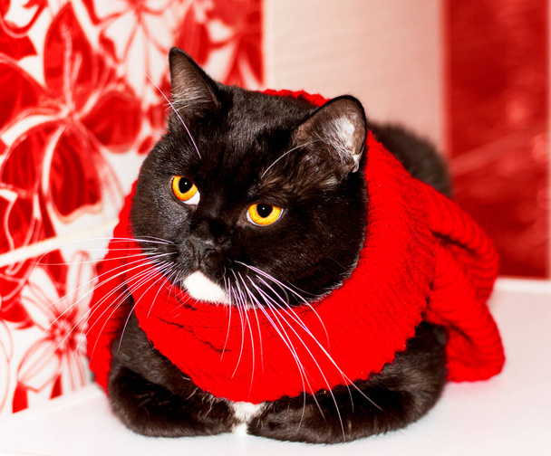 Britse bicolor kat close-up in een rode sjaal op een rode achtergrond, de winter is koud, thema katten, kittens en katten in het huis, huisdieren hun foto 's en hun leven - Foto, afbeelding
