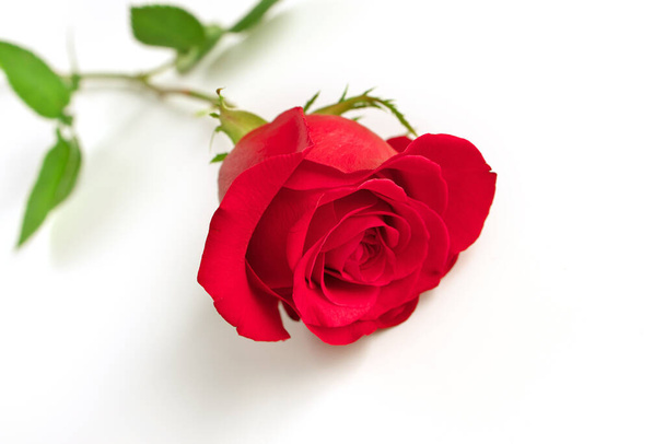 Low Angle View van een enkele rode roos geïsoleerd op een witte achtergrond - Foto, afbeelding