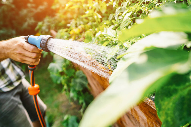 Unrecognisable man watering flower bed using watering can. Gardening hobby concept. Flower garden image with lens flare. - Zdjęcie, obraz