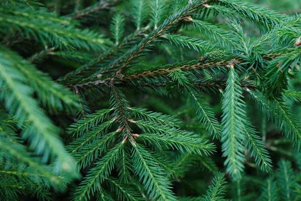 gros plan des aiguilles sur les branches de pin dans la forêt d'été à l'extérieur - Photo, image