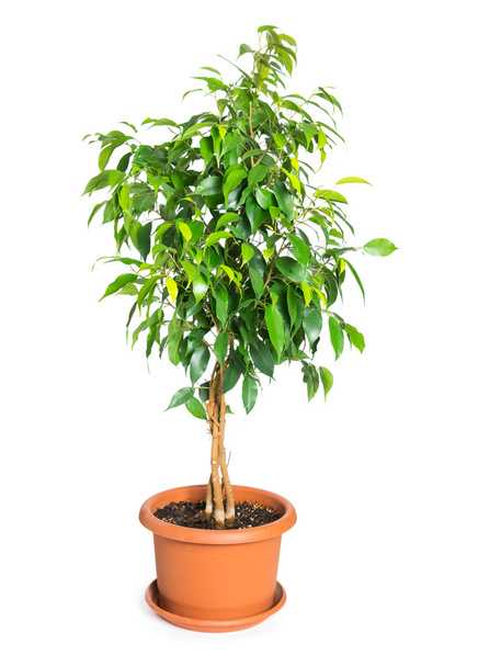 Ficus benjamina in flowerpot  - Photo, Image