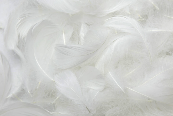 Yumuşak Beyaz Tüylü Doku Bağbozumu. Kuğu Tüyleri - Fotoğraf, Görsel