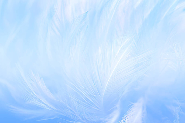 Сине-бело-голубые выделяются на общем фоне. Swan Feathers. - Фото, изображение