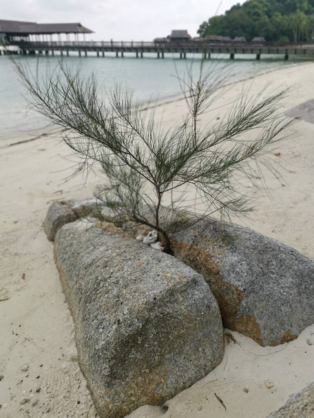 escena de pino joven creciendo en roca junto a la playa - Foto, imagen