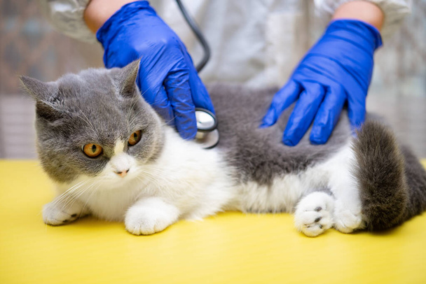 Erkek doktor steteskopla bir kediyi muayene ediyor. - Fotoğraf, Görsel