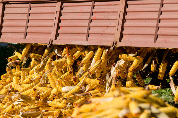 Kolby kukurydzy - Zdjęcie, obraz