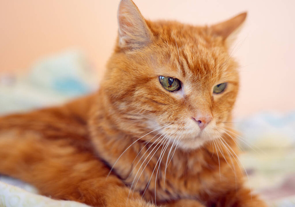 Sleepy old red cat. Selective focus on eyes. - Photo, image