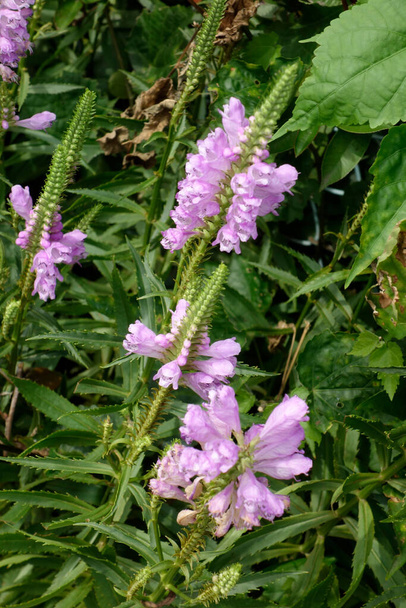 Рожева квітка слухняної рослини з бісером
 - Фото, зображення
