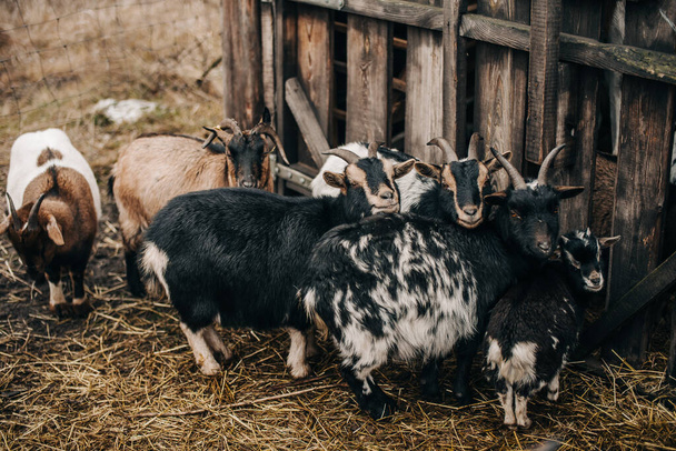 Goat farm horizontal shot in nature  - 写真・画像