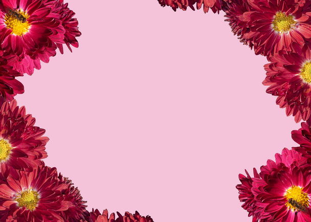 Flower card with red flowers. A frame of burgundy chrysanthemum flowers on which bees are sitting on a pink background. Template for Valentine's Day, Mother's Day or another holiday. - Photo, Image