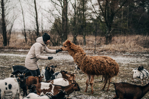 Crecer en la granja animales cabras, alpacas, ovejas - Foto, Imagen