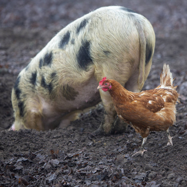 sertésgyökerek sárban és csirkék szabadon kószálnak a holland biogazdaságban - Fotó, kép
