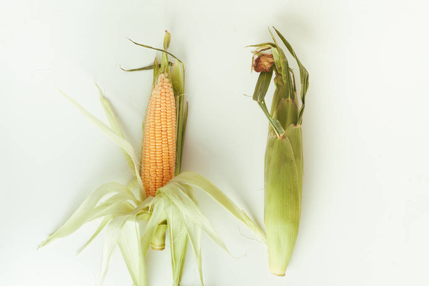 Makro laukaus korvat maissin lehtiä. Raakoja keltaisia maissintähkiä valkoisella taustalla. Maissi-tikku National Corn Cob Day - Valokuva, kuva