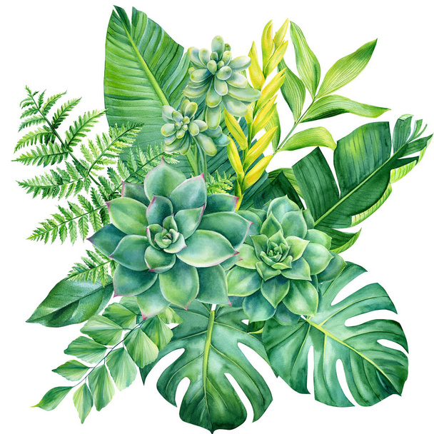 熱帯植物、多肉植物、白い背景の緑の葉、水彩画、ジャングルのデザイン - 写真・画像