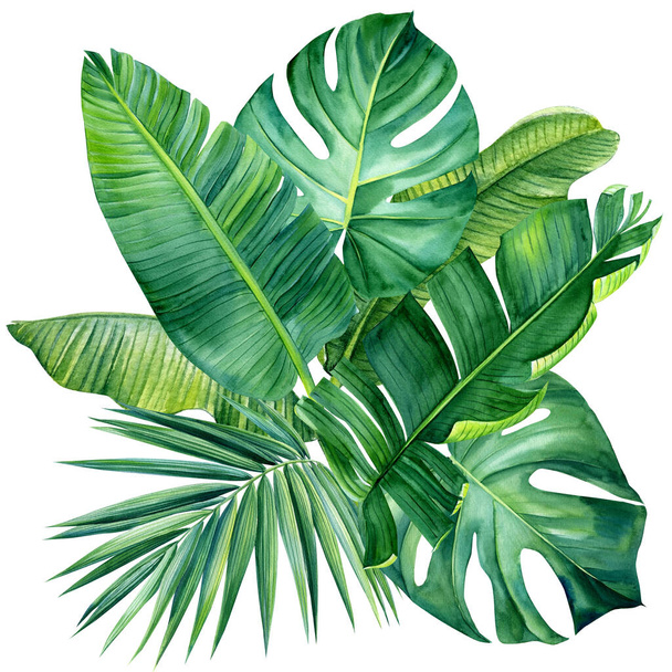 Tropical plants, green leaves on white background, watercolor illustration, jungle design - Photo, Image