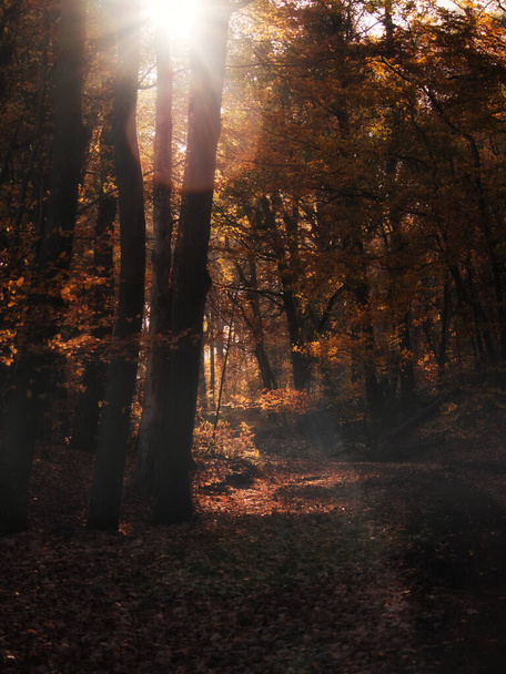 Sun shining brightly above the trees in a dark forest on a fall day in Germany. - Photo, Image