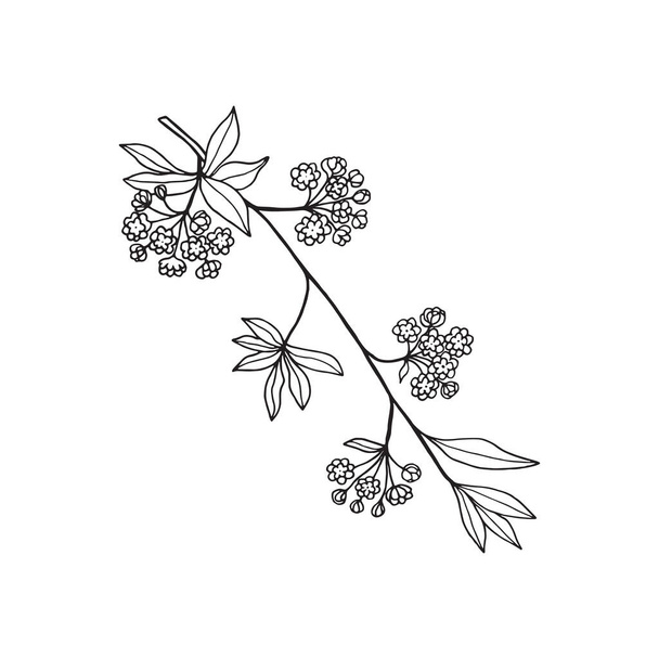 Flowering branch of spirea ornamental garden shrub, buds, flowers, leaves, outline drawing with liner. - Vector, Image