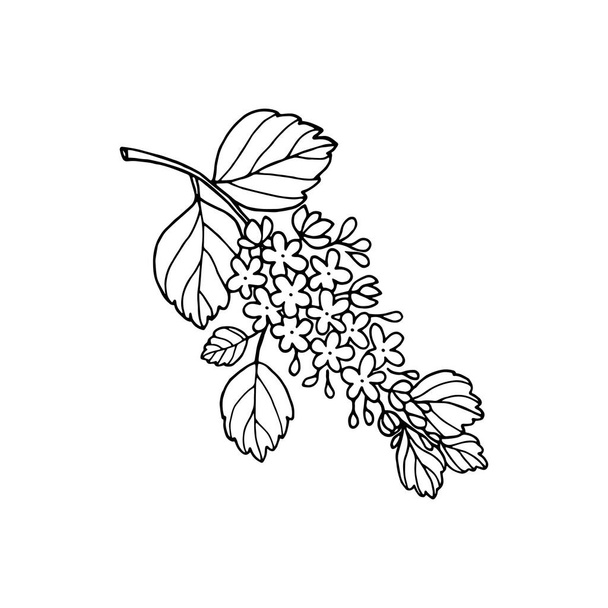 Flowering branch of spirea ornamental garden shrub, outline drawing with liner. - Vector, imagen