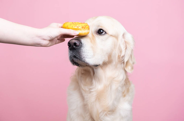 Tytön kädet pitävät tuoreita keltaisia donitseja lähellä söpön koiran silmiä vaaleanpunaisella taustalla. Kultainen noutaja syö makeita pullia. Haitallista ruokaa lemmikkieläimille. - Valokuva, kuva