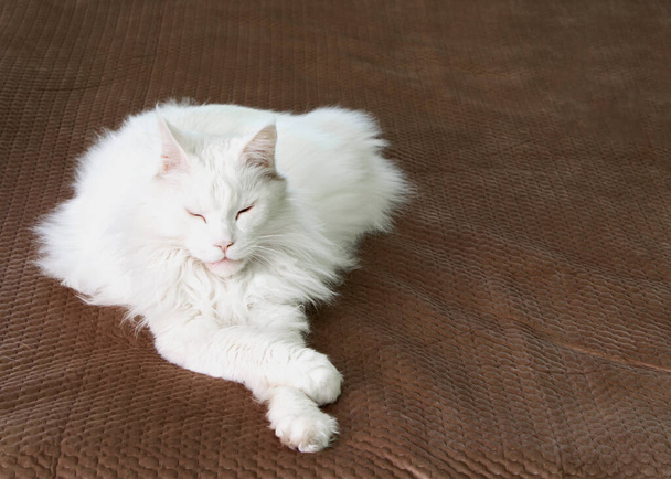 Big white Maine Coon cat lies cross-legged on a brown blanket. Sleepy relaxing house cat. - Zdjęcie, obraz