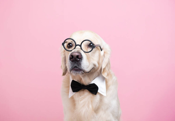 Pies w okularach i muszka siedzący na różowym tle. Golden retriever w stroju nauczyciela. Koncepcja szkoły, uczenia się, inteligentnych zwierząt. - Zdjęcie, obraz