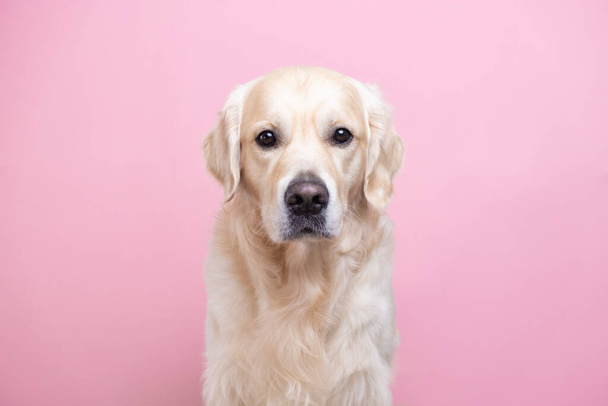 Portrait of a happy dog looking straight at the camera. Golden Retriever sitting on pink background with space for text. Postcard with a pet - Фото, зображення