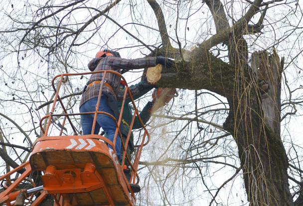 Gli arboristi tagliano rami di un albero con motosega usando un sollevatore montato su camion. Kiev, Ucraina. - Foto, immagini