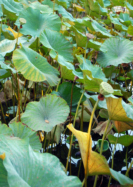 Цветы лотоса, семена лотоса и листья лотоса
 - Фото, изображение