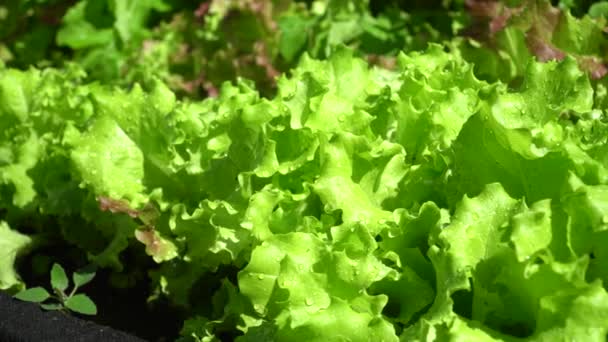 Salatblätter mit morgendlichen Tautropfen. Selektiver Fokus. Lactuca sativa. Gemüsekultur, die als Vitamin Grün verwendet wird. Konzept der natürlichen Produkte. Salatblätter. - Filmmaterial, Video