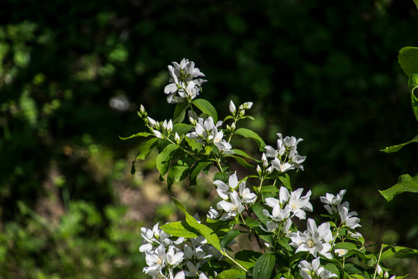 Jasmine, also called lemon, has small, white or yellow flowers, it is widely cultivated for its floral scent. The leaves are arranged in opposite or alternate arrangement  - Φωτογραφία, εικόνα