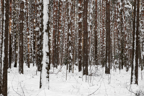 Winter forest. Rows of pines. Trunks of snow-covered trees. - Fotoğraf, Görsel