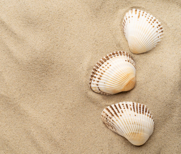 Seashells on a background of sand, beach sand. - Foto, immagini