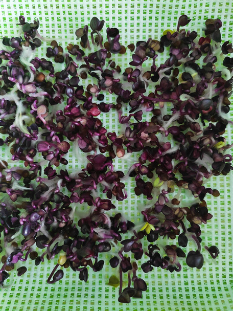 mooie kleine spruiten van microgreens in een spruiten - Foto, afbeelding
