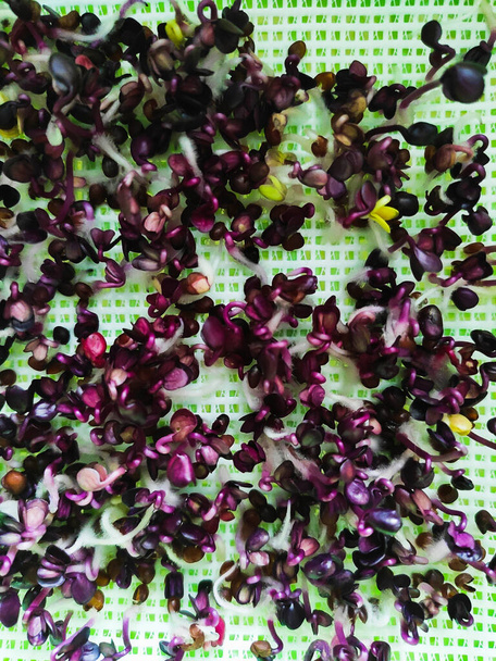 mooie kleine spruiten van microgreens in een spruiten - Foto, afbeelding