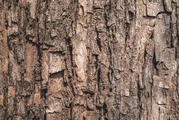 Tree bark surface  and nature background - 写真・画像