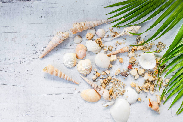 Seashells and sea concept - Photo, Image