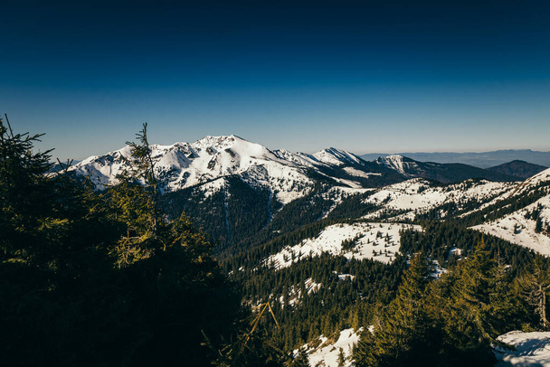Montagne invernali, neve foresta di conifere, cielo blu, primavera - Foto, immagini