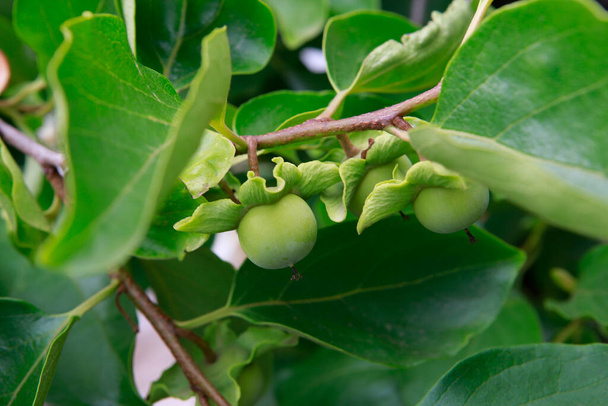 Persimmon tree closeup with immature fruits - Photo, Image