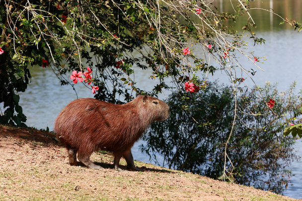 Capybara крупным планом на краю воды с растительностью вокруг. Сан-Паулу, Бразилия - Фото, изображение