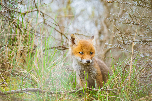 Wild young baby red fox cub  vulpes vulpes exploring a forest, selective focus technique used. - Photo, Image