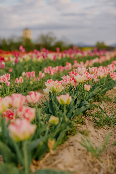 オランダのフラワープランテーション農場で畑に咲く多色の白とピンクのチューリップ - 写真・画像