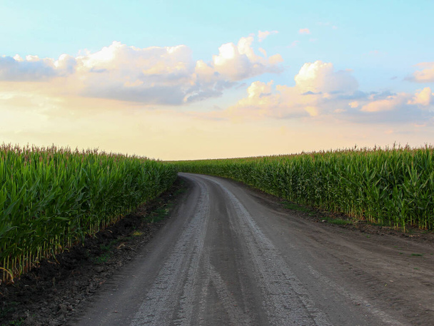 Rural road is turning through a corn fields - Photo, Image
