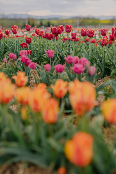 Yellow Purple and Red Fresh Tulips Blooming on Field at Flower plantation Farm - Photo, Image